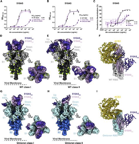 Structures Of Omicron Spike Complexes And Implications For Neutralizing