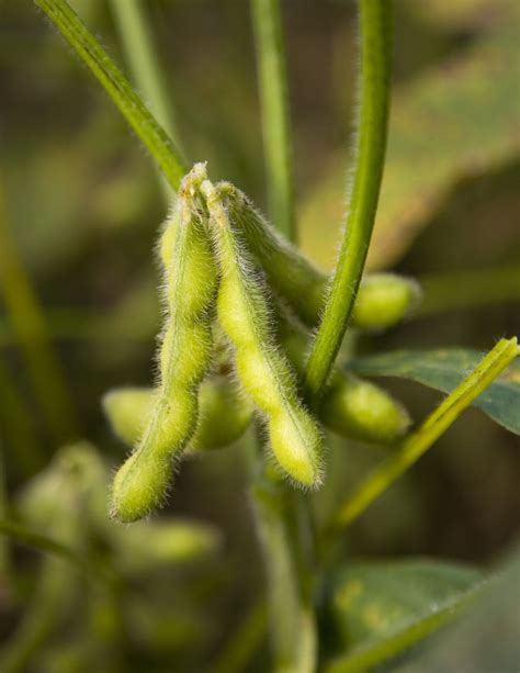 Soybeans A Source Of Valuable Chemical Scientists Turn Low Value Soy