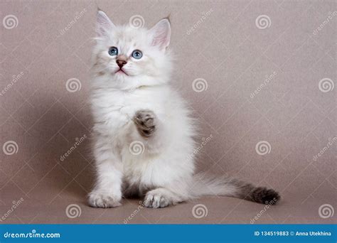 Fluffy White Kitten Siberian Cats Stock Image Image Of Soft Young