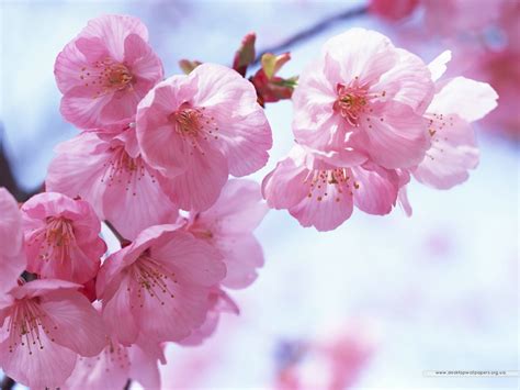 Cherry Blossom Desktop Wallpaper Wallpapersafari