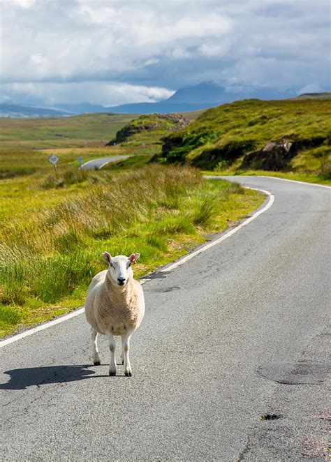 Curious Sheep On Scottish Road Photograph By Andreas Berthold Fine