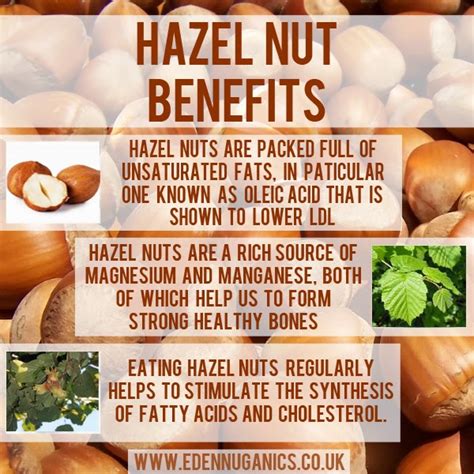 eden nuganics blog health benefits of hazel nuts