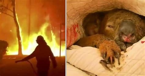 We did not find results for: Casi medio billón de animales han muerto en los incendios ...