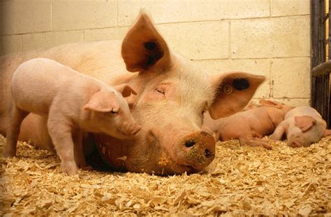 무료 이미지 농장 귀엽다 시골의 식품 농업 가축 작은 돼지 고기 동물 상 암퇘지 주둥이 새끼 돼지