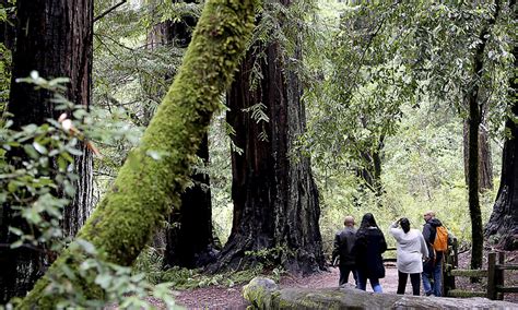 4 Hidden Bay Area Redwood Groves To Explore On Your Next Hike