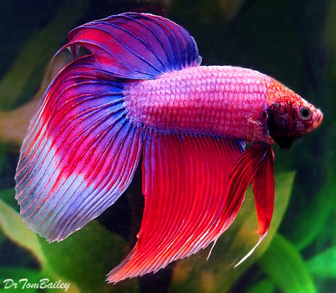Betta for Sale