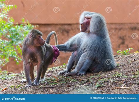 Adult Male Hamadryas Baboon Papio Hamadryas And Its Female Partner Having Red Swollen Bottoms