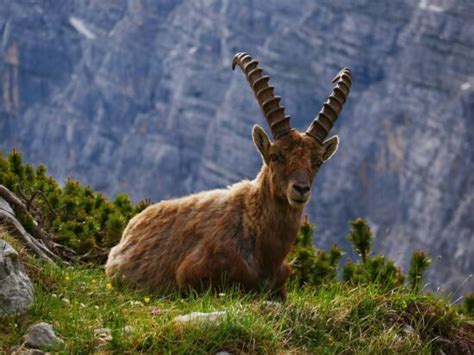Economic Advantage Of Altai Mountain Goat