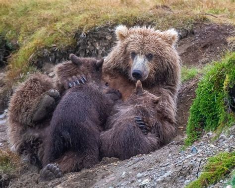 Grizzly Bear Cubs And Mother