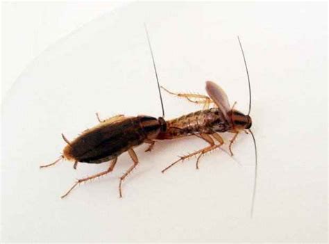 Do Roaches Eat Each Other Why Find Out Cockroach Guide