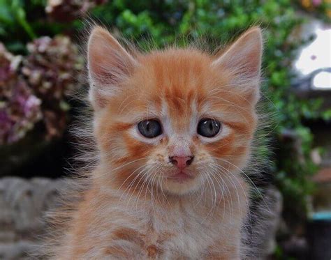 250+ fun orange cat names to choose from. Red Cat Names - 154 Best Names for Orange or Red Cats in ...
