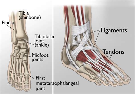Tendons And Ligaments In Foot And Leg Lateral Ankle Anatomy Lower Leg Ankle And Foot