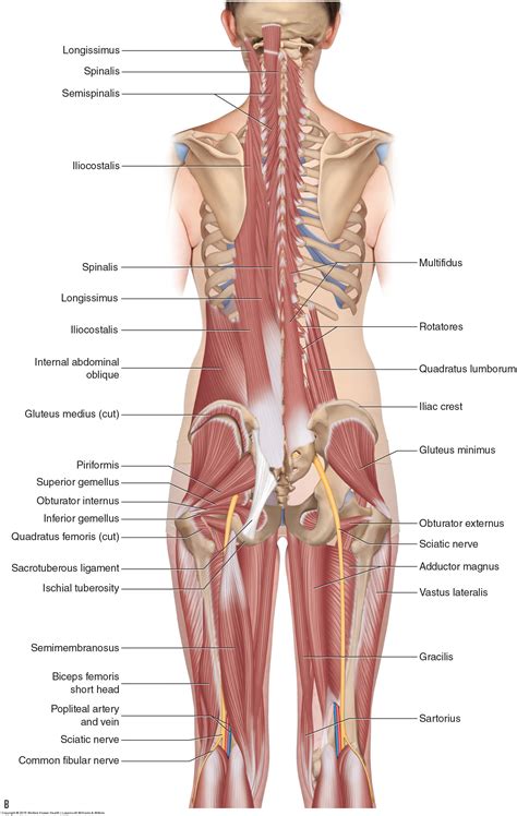 Lower Back Muscles Lumbar Spine Anatomy Visually They Give The My XXX