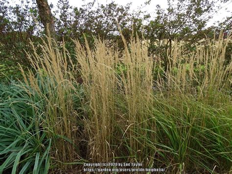 Feather Reed Grass Calamagrostis X Acutiflora Avalanche