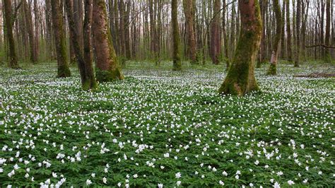 Flowers Carpet In The Forest Flowering Of The Anemone Neme Flickr