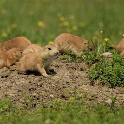 Prairie Dog Defenders Of Wildlife