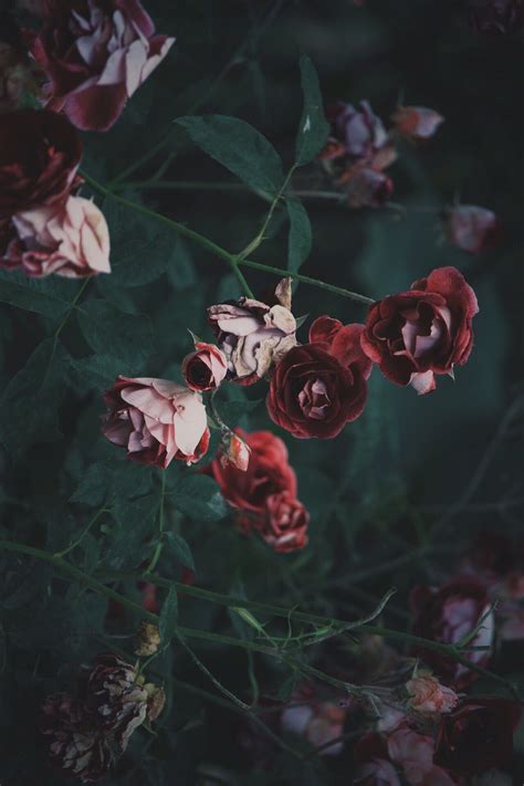 Vsco Angeshao Floral Photography Nature Photography Beautiful