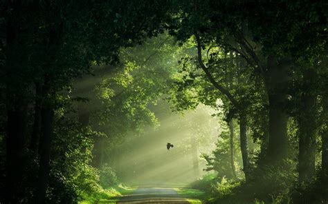 Wallpaper Sunlight Trees Landscape Birds Nature Grass Sky Road