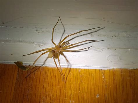 Male Kukulcania Hibernalis Southern House Spider In Augusta Georgia