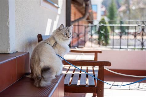 How To Cat Proof A Balcony 12 Vet Approved Tips Pet Keen