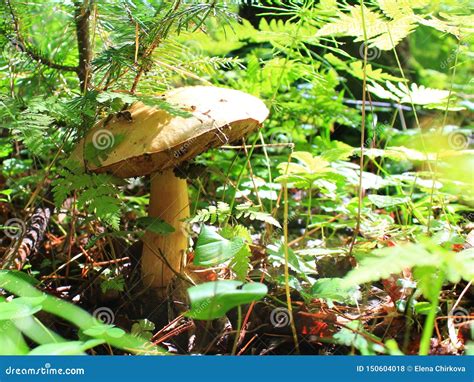 Mushroom Picking Season Brown Capped Mushrooms Growing Hidden On