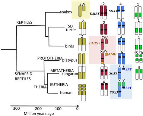 Relationships Among Higher Vertebrate And Their Sex Chromosomes