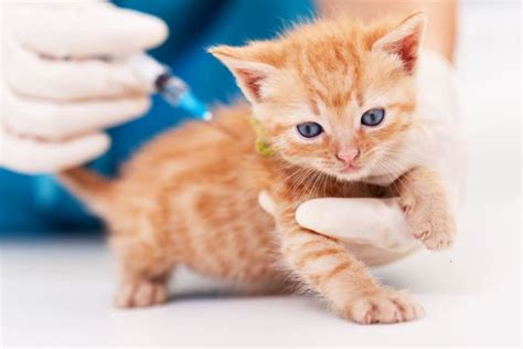 Why Vaccines Are Essential For Cats Even Indoor Cats Capitola Vets