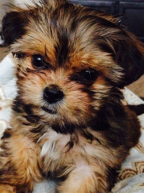 The 25 Best Shorkie Puppies Ideas On Pinterest