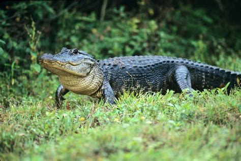 American Alligators In Texas All You Need To Know About