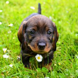 Caring for your new puppy. Complete New Puppy Checklist