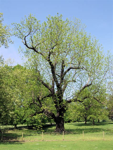 30 Most Common Trees In Kansas Progardentips
