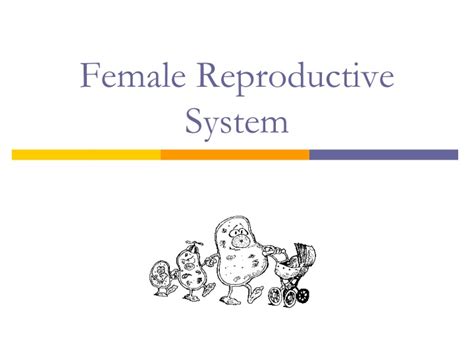 Ppt Female Reproductive System Powerpoint Presentation Free Download Id9096415