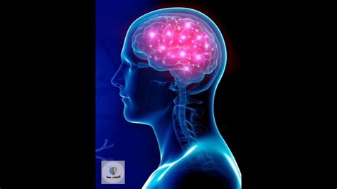 معلومات خرافية عن دماغ الانسان يعتبرها الناس علمية 🔎😍 youtube