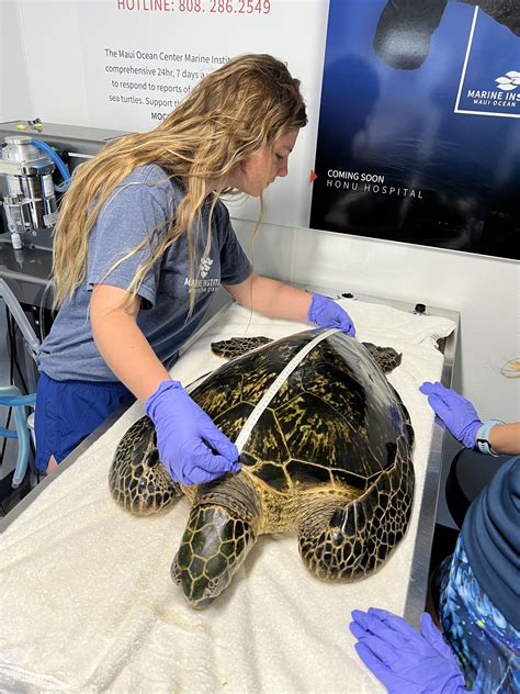World Oceans Day Coincides With 1000th Turtle Rescue Maui Ocean Center