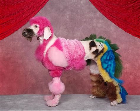 22 Crazy Dog Grooming Ideas You Wont Believe
