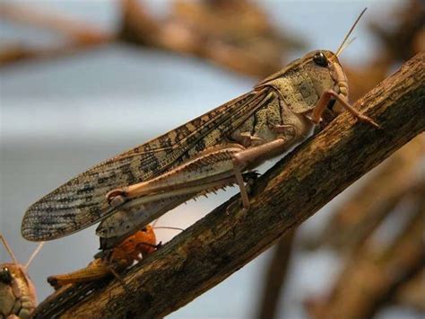 Expanded Genetic Information About The Migratory Locust