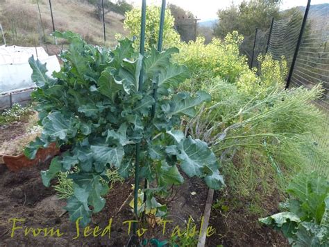 This variety produces lots of beautiful purple broccoli sprouts in the spring. From Seed To Table: Purple Sprouting Broccoli