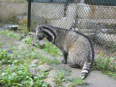 Baby sharks are called pups, baby kangaroos are called joeys. Civet Cat at Himalayan Zoo - Picture of Himalayan ...