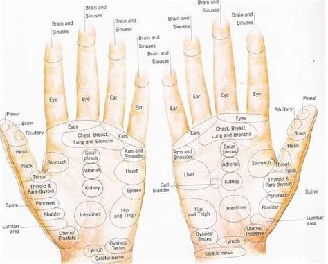 Reflexology Hand Chart A Detailed Example Health Hand
