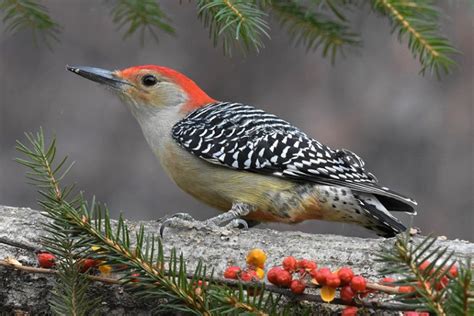 Red Bellied Woodpecker Field Guide Pictures Habitat And Info Optics Mag