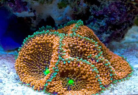 Sandeep 2010 Featured Nano Reefs Featured Aquariums Monthly