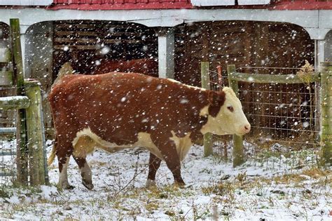 Cow In Snow Photograph By Aaron Geraud Fine Art America