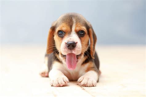 Beagle Puppy Wallpapers Top Free Beagle Puppy Backgrounds