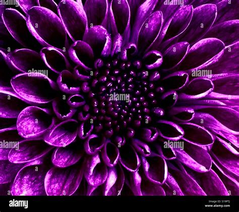 Purple Chrysanthemum Stock Photo 310616786 Alamy