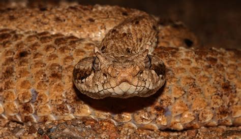 10 Amazing Rattlesnakes That We Share The Earth With