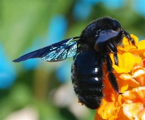 Are Black Bumble Bees Dangerous To Humans Quora