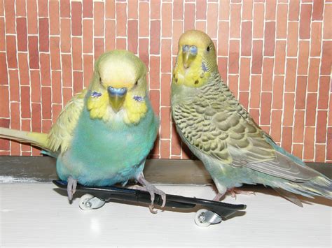 Budgies Are Awesome Week Of Skateboarding Budgies Day Three