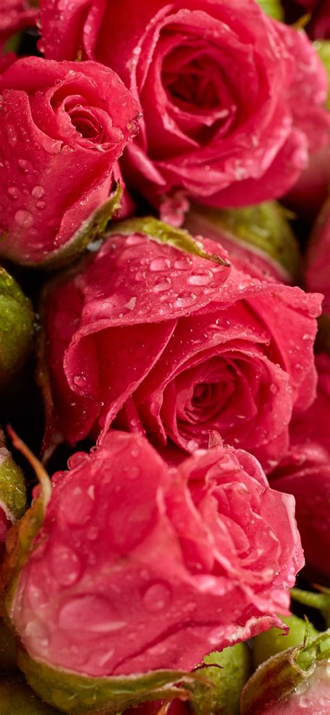 Wallpaper Fresh Red Roses Flowers Background Water Droplets 5120x2880 Uhd 5k Picture Image