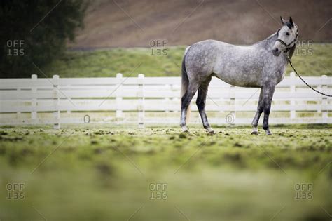 Dappled Grey Horse In A Field Stock Photo Offset