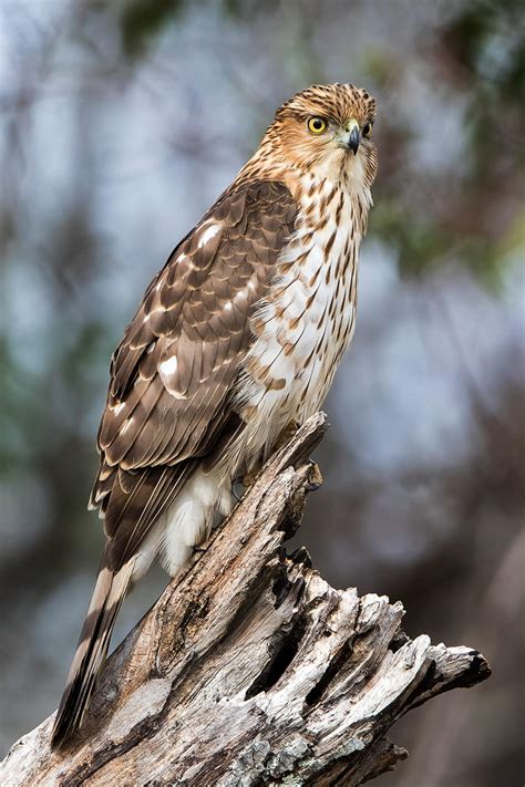 Coopers Hawk Audubon Field Guide